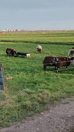 Mooie bonte ooien, Vrouwelijk, Schaap