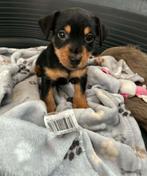 Jack Russel pups, Overige rassen, 8 tot 15 weken, Parvo, Meerdere