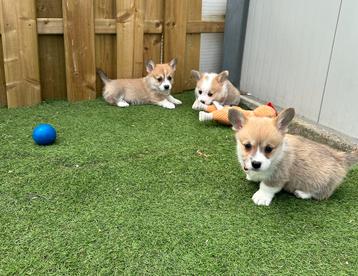 Prachtige Welsh Corgi Pembroke pups