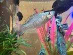 Tropische Vissen - Molly, Dieren en Toebehoren, Vissen | Aquariumvissen, Vis, Zoetwatervis