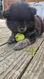 Prachtige Boom x Pomeriaan pups, Dieren en Toebehoren, Honden | Niet-rashonden, Rabiës (hondsdolheid), 8 tot 15 weken, Meerdere