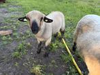 Hampshire down ooi en ram lammeren, Dieren en Toebehoren, Schapen, Geiten en Varkens, Meerdere dieren, Schaap