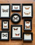 9 oude lijstjes zwart met afbeeldingen vlinders, Huis en Inrichting, Woonaccessoires | Lijsten, Ophalen of Verzenden, Zo goed als nieuw
