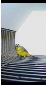 Mozambiquesijs pop 2023, Dieren en Toebehoren, Vogels | Overige Vogels, Vrouwelijk, Tropenvogel, Geringd