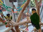 Zwartkop Caique's, Dieren en Toebehoren, Vogels | Parkieten en Papegaaien, Meerdere dieren, Dwergpapegaai of Agapornis, Geringd
