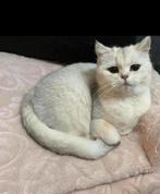 Britse korthaar poes shaded, Dieren en Toebehoren, Katten en Kittens | Raskatten | Korthaar, Poes, Gechipt, 3 tot 5 jaar