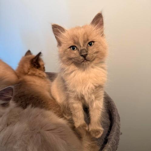 Ragdoll kittens 3 katers  mogen nest verlaten, Dieren en Toebehoren, Katten en Kittens | Raskatten | Langhaar, Meerdere dieren