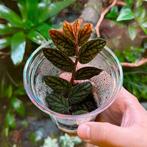 Terrarium planten, Ophalen, Overige soorten, Minder dan 100 cm