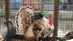 Kalkoenen | Passend advies | Meerdere dieren, Dieren en Toebehoren, Pluimvee, Meerdere dieren, Kalkoen