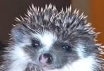 Algerian Hedgehog/Algerijnse Egel/Witbuikegel/Egel, Dieren en Toebehoren, Overige Dieren, April, Vrouwelijk
