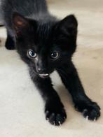 Kittens kruising Br korthaar/N boskat, Dieren en Toebehoren, Katten en Kittens | Raskatten | Langhaar, Meerdere dieren, Ontwormd