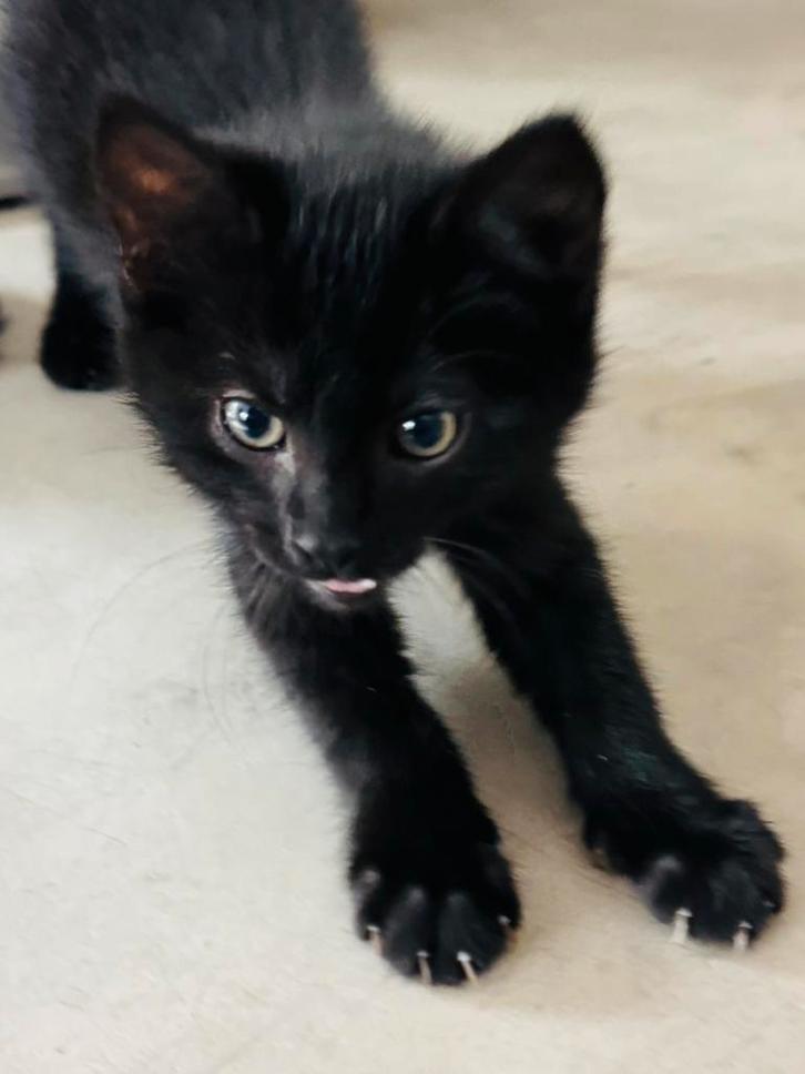 Kittens kruising Br korthaar/N boskat, Dieren en Toebehoren, Katten en Kittens | Raskatten | Langhaar, Meerdere dieren, 0 tot 2 jaar