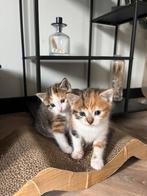 Schattige kittens zoeken een warm mandje, Dieren en Toebehoren, Katten en Kittens | Overige Katten, Meerdere dieren