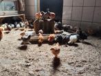 Jonge gesekst hennen kuikens verschillende kippen rassen, Dieren en Toebehoren, Pluimvee