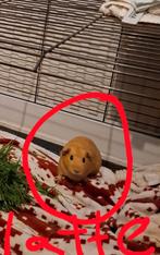 Cavia, Cavia, Juni, Vrouwelijk, Tam