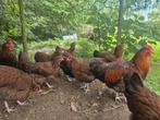 Jonge Sussex hoenders kleurslag wildbruin, Dieren en Toebehoren, Meerdere dieren, Kip