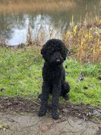 Lieve labradoodle zoekt een warm, gouden mandje, Dieren en Toebehoren, Honden | Retrievers, Spaniëls en Waterhonden, Rabiës (hondsdolheid)