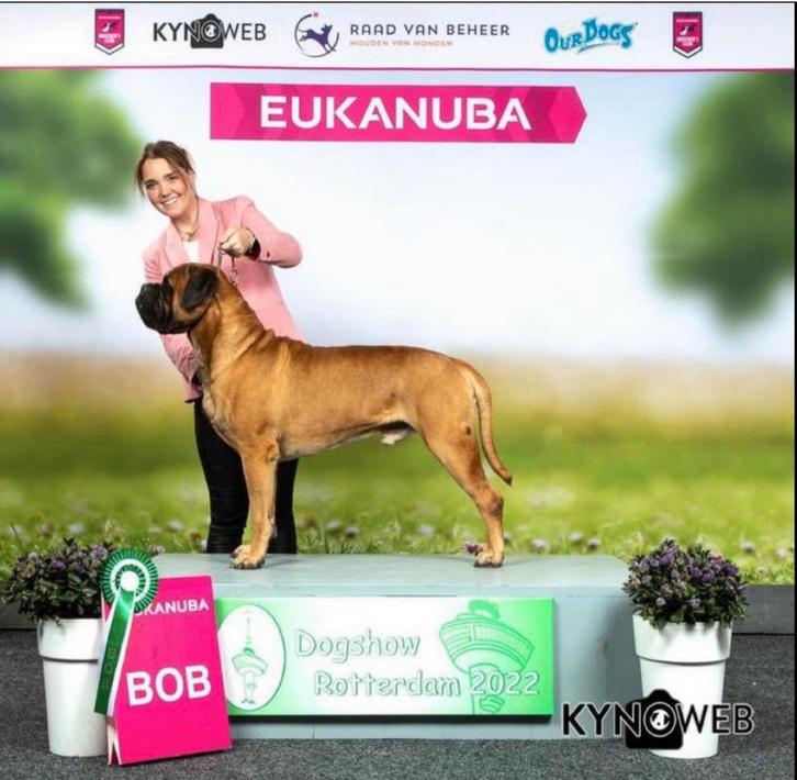 Ter Dekking Aangeboden diverse bullmastiff  dekreuen., Dieren en Toebehoren, Honden | Bulldogs, Pinschers en Molossers, Reu, Fokker | Hobbymatig