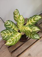 Aglaonema, Ophalen of Verzenden