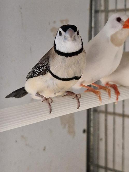 Diverse tropen, Dieren en Toebehoren, Vogels | Overige Vogels, Tropenvogel, Meerdere dieren