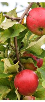 Appelbomen ( hobbykweker, vanaf €6,50.-), Ophalen of Verzenden, 100 tot 250 cm, Lente