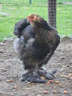 Brahma trio, Dieren en Toebehoren, Pluimvee, Meerdere dieren, Kip