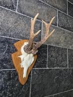 Prachtig Ree Gewei Zes Ender  mancave  jacht hut kerst d71, Ophalen of Verzenden, Hert, Gewei of Kop
