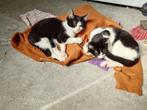 4 kittens gratis af te halen, Dieren en Toebehoren, Katten en Kittens | Raskatten | Korthaar, Meerdere dieren, 0 tot 2 jaar