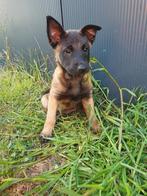 Mechelasr Pupp te koop, Dieren en Toebehoren, Honden | Herdershonden en Veedrijvers, België, Particulier, 8 tot 15 weken, Teef