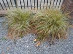 2 stuks plant tuin Gratis, Ophalen, Zomer, Overige soorten, Volle zon
