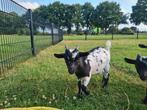 Mooie dwergbokjes, Dieren en Toebehoren, Schapen, Geiten en Varkens, Mannelijk, Geit