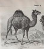 Kameel en Dromedaris gravure 1895, Verzenden