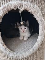 Kittens, Meerdere dieren, Ontwormd