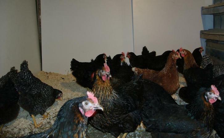 Barnevelder kippen., Dieren en Toebehoren, Pluimvee, Kip, Vrouwelijk