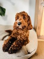 Labradoodle dekreu, Reu, 1 tot 2 jaar, Parvo, Eén hond