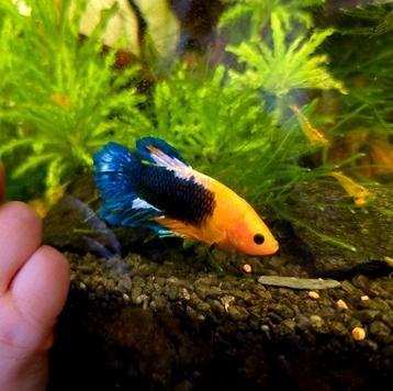 Plakat Koi Betta Man beschikbaar voor biedingen