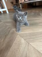 British Korthaar, Dieren en Toebehoren, Kater, Gechipt, 0 tot 2 jaar
