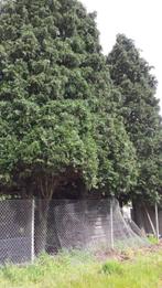 Grote coniferen-gratis, Tuin en Terras, Planten | Bomen, Halfschaduw, Zuilboom, Bloeit niet, 400 cm of meer
