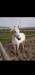 verzorgpony gezocht, Dieren en Toebehoren, Ophalen of Verzenden, Nieuw, Recreatie