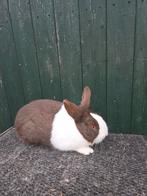 Hollander ram, Dieren en Toebehoren, Konijnen, Mannelijk, Groot