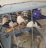 Ratjes met kooi en toebehoren, Dieren en Toebehoren, Knaagdieren, Rat, Februari, Mannelijk, Tam