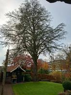Gereserveerd voor Hannes Jan, Tuin en Terras, Planten | Bomen, Ophalen of Verzenden, Volle zon, Overige soorten, 100 tot 250 cm
