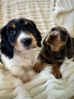 Dwerg teckel langharig goedkoop, Parvo, 8 tot 15 weken, Teef, Dwerg