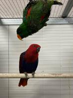Jong koppel edel papegaaien, Dieren en Toebehoren, Meerdere dieren, Papegaai