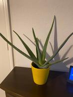 Grote Crassula Ovata. Aloevera kamerplanten, Huis en Inrichting, Ophalen of Verzenden, Nieuw, Binnen