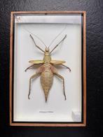 Jungle nimf, heteropteryx, Ophalen of Verzenden, Nieuw, Insect, Opgezet dier