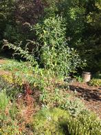 Vlinderstruik - lila, Ophalen, Vlinderstruik, Struik, 100 tot 250 cm