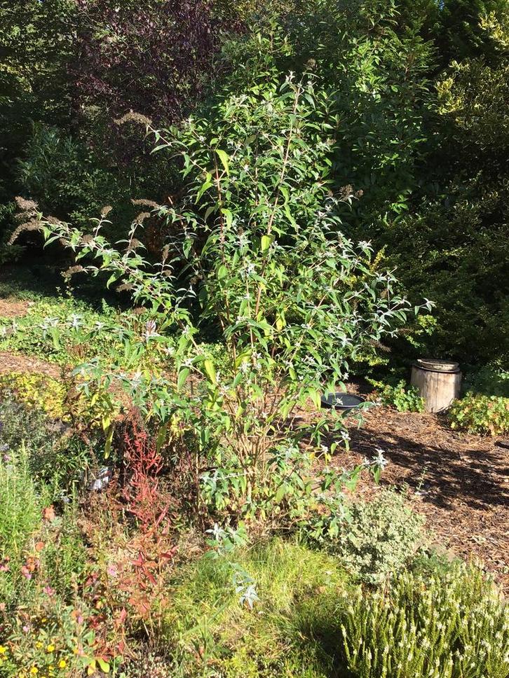 Vlinderstruik - lila, Tuin en Terras, Planten | Struiken en Hagen, Struik, Vlinderstruik, 100 tot 250 cm, Ophalen