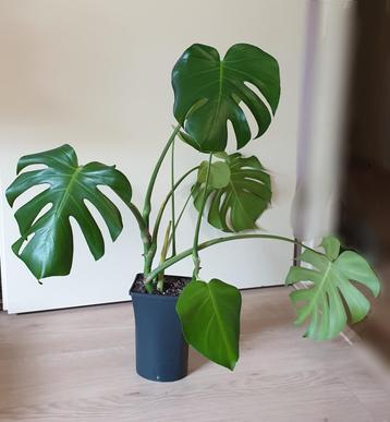 Monstera Deliciosa kamerplantje, populaire plant beschikbaar voor biedingen