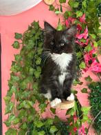 Maincoon kittens met stamboom, Meerdere dieren, Gechipt, 0 tot 2 jaar